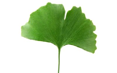 Featured Herb of the Month – Gingko (Gingko biloba)