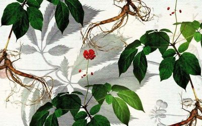Stress Less: How Stress Impacts Your Health and the Herbs That Can Help!