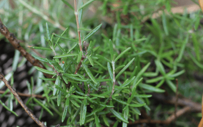 The Power of Rosemary: Nature’s Herb for Mind & Body