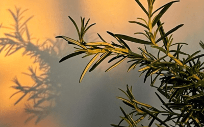 5 Powerful Herbs to Support Your Immune System This Fall