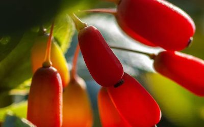 Berberine: The Golden Supplement for Whole-Body Wellness