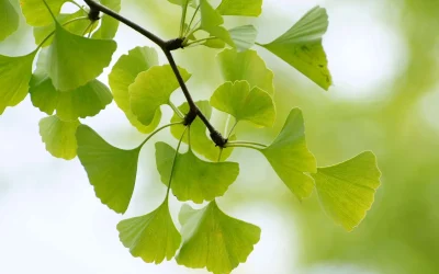 Ginkgo Biloba: Ancient Tree, Modern Benefits