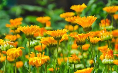 The Healing Power of Calendula: Nature’s Golden Remedy for Skin and Beyond