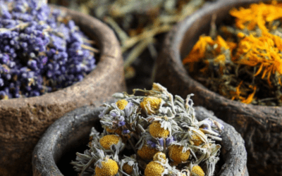 Top 5 Daily Herbs for Stress & Nervous System Balance