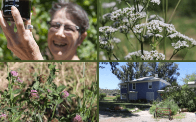 Learning with Lisa Ganora: How Phytochemistry Deepened My Herbal Practice