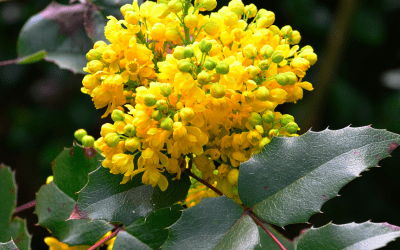 Oregon Grape (Mahonia aquifolium): Nature’s Golden Remedy for Skin, Digestion & Immunity