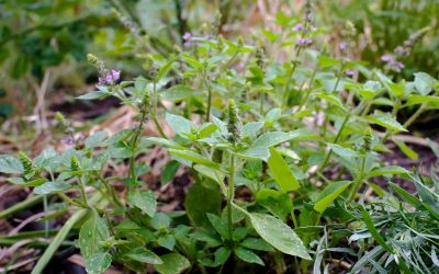 The Benefits of Holy Basil (Tulsi)