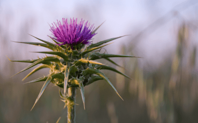 Milk Thistle: The Gentle Herb With Powerful Detox Benefits