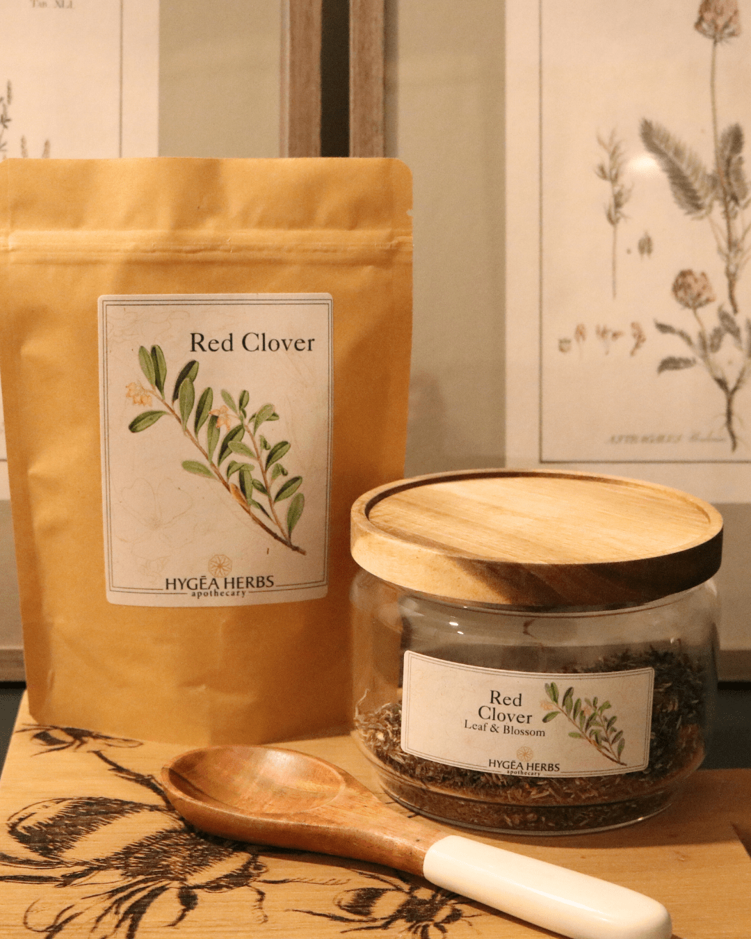 Red Clover (Trifolium pratense)