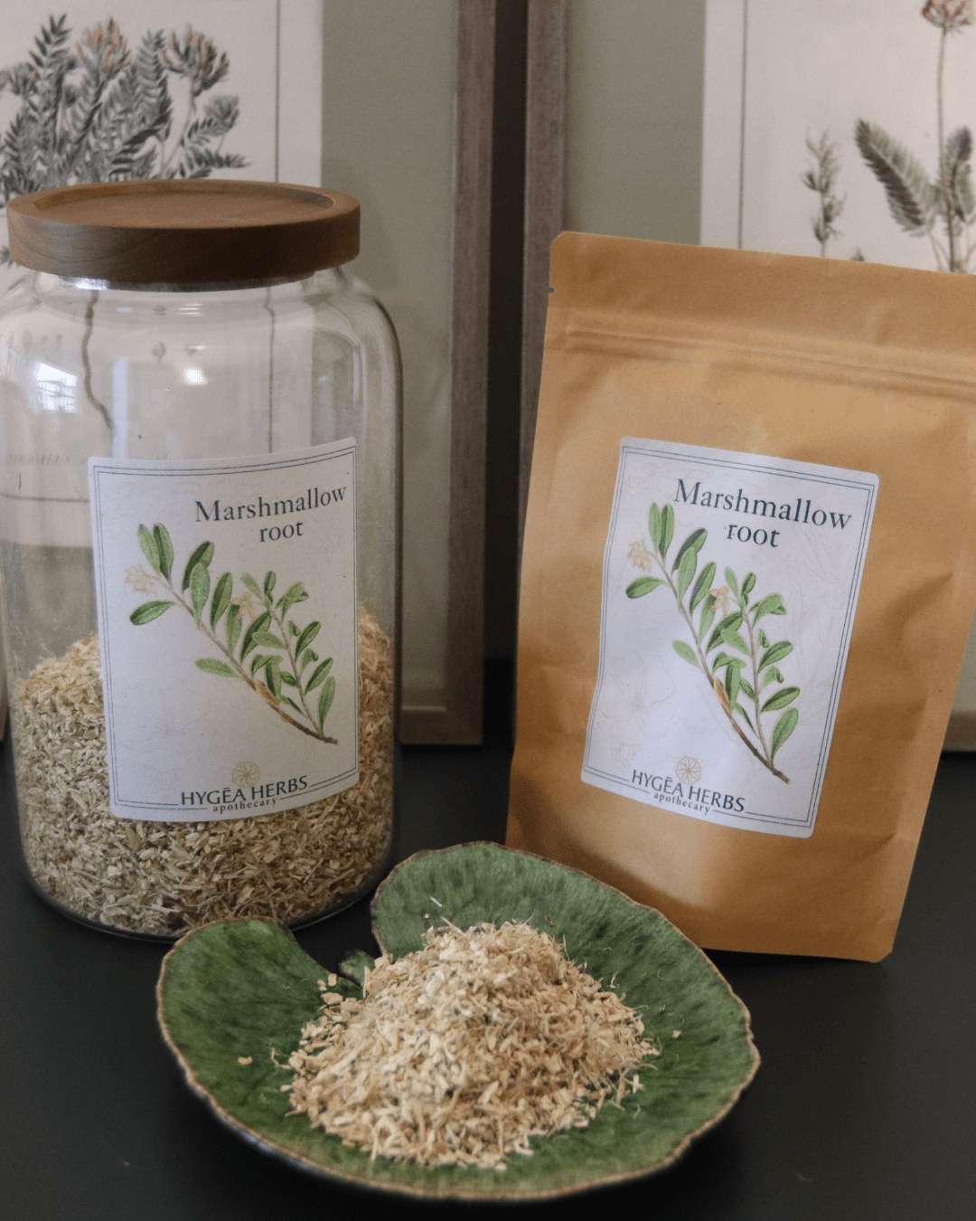 Marshmallow (Althaea officinalis)