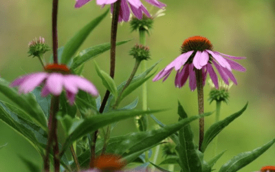 The Powerful Benefits of Echinacea: Nature’s Immune Booster