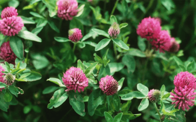 Red Clover: 5 Powerful Benefits of This Gentle Botanical