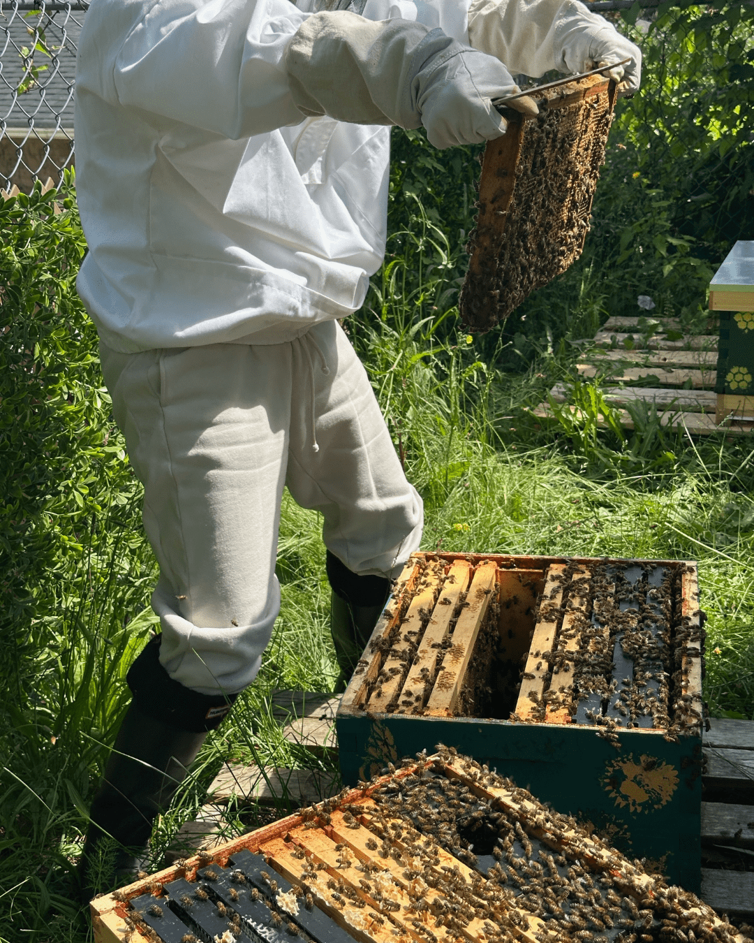 Organic Honey - Image 8