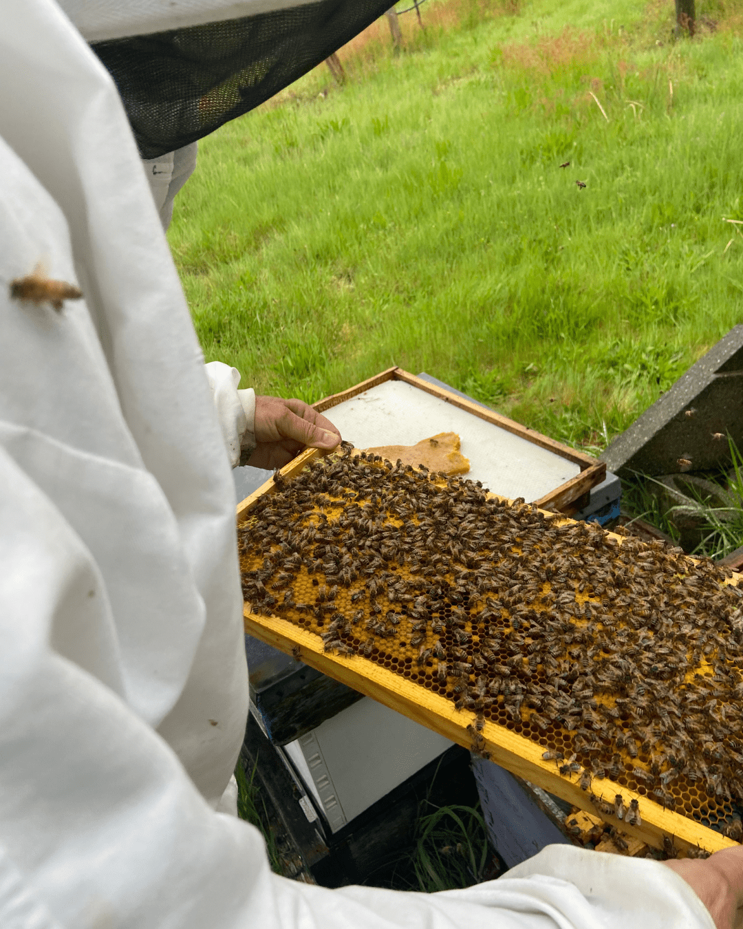 Organic Honey - Image 7