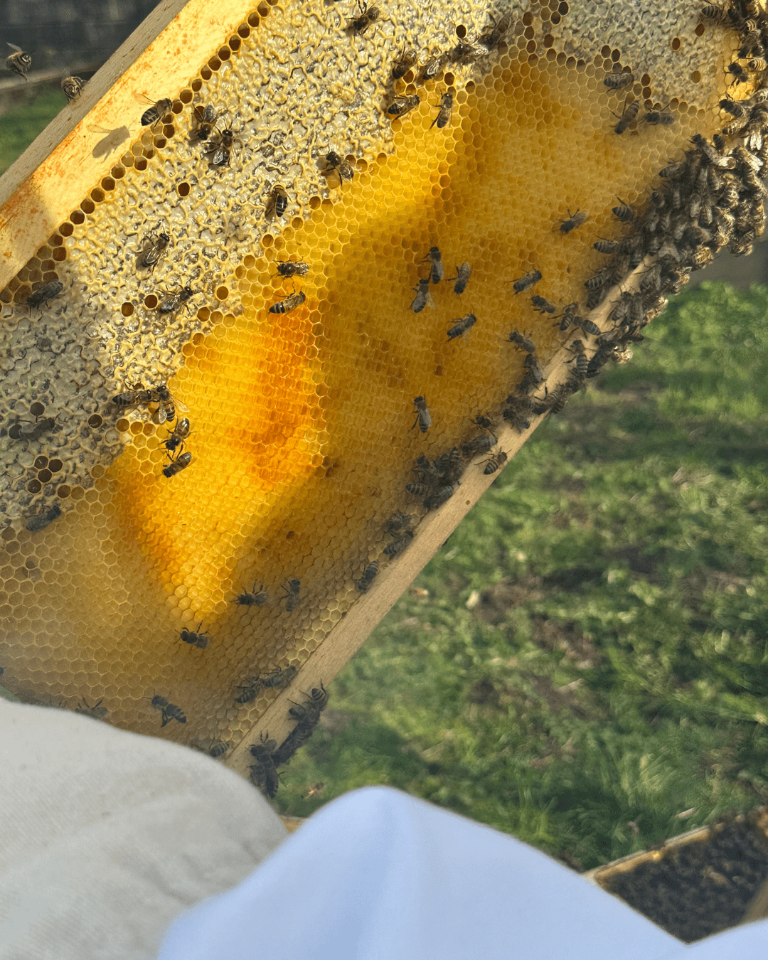 Organic Honey - Image 5