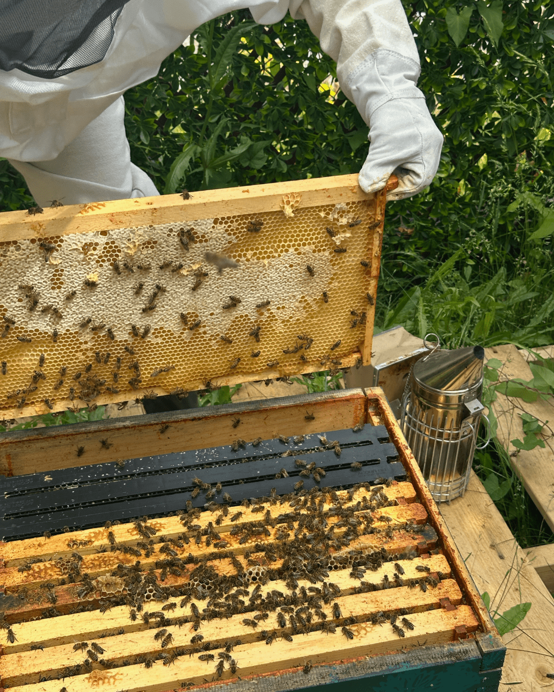 Organic Honey - Image 6