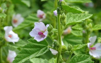 Marshmallow Root: Nature’s Soothing Ally for Health and Wellness
