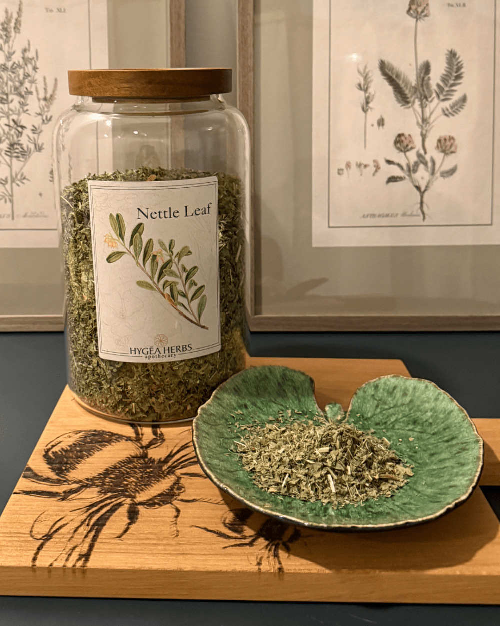 Stinging Nettle (Urtica dioica)