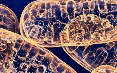 What Is the Mitochondria?