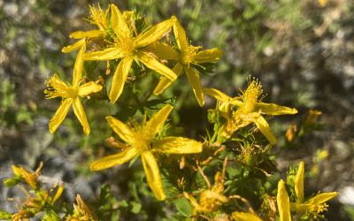 St. John’s Wort: The Sunshine Herb for Emotional Balance & Whole-Body Wellness