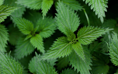 Stinging Nettle: The Underrated Super-Herb Your Wellness Routine Needs
